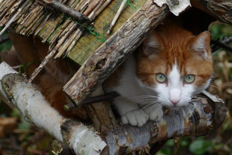 Protéger Les Oiseaux Des Chats – Hello-Birdy dedans Chasser Les Chats Du Jardin