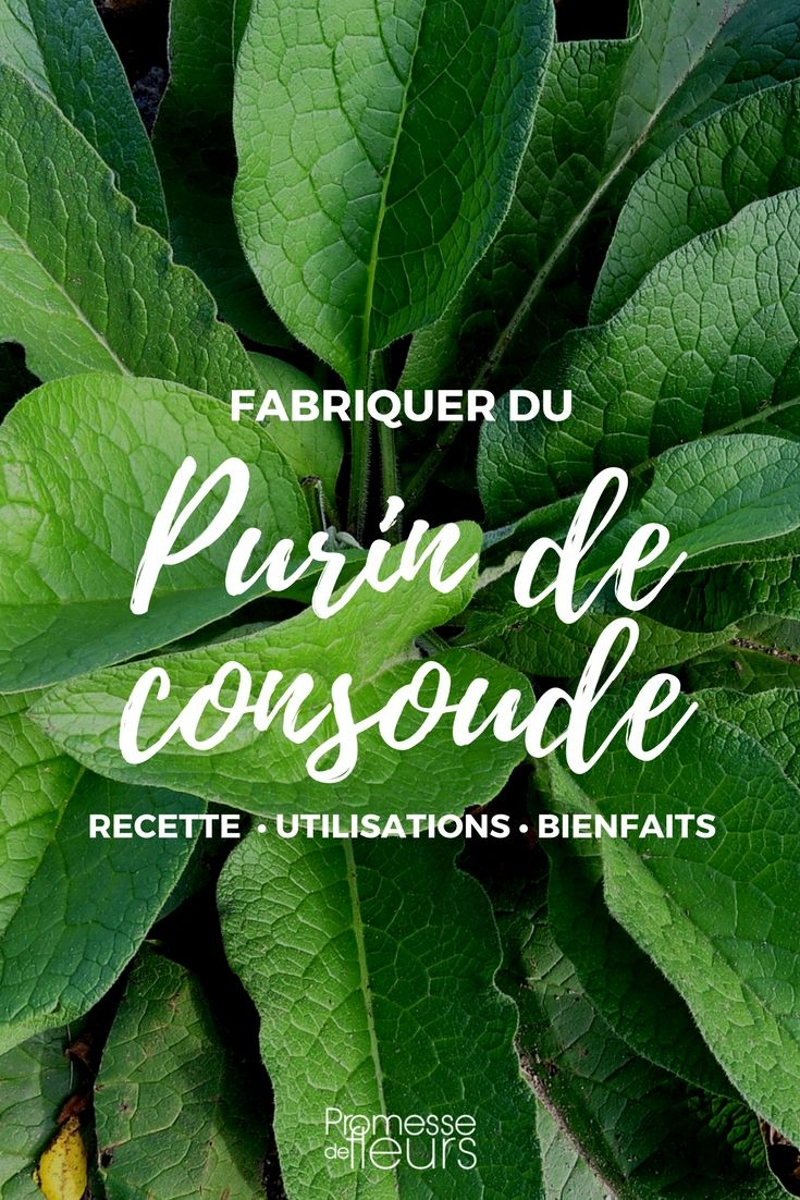 Purin De Consoude : Recette, Utilisation Et Bienfaits ... avec Engrais Bio Jardin