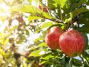 Quel Arbre Fruitier Choisir Pour Votre Jardin? serapportantà Petit Arbre Fruitier Jardin