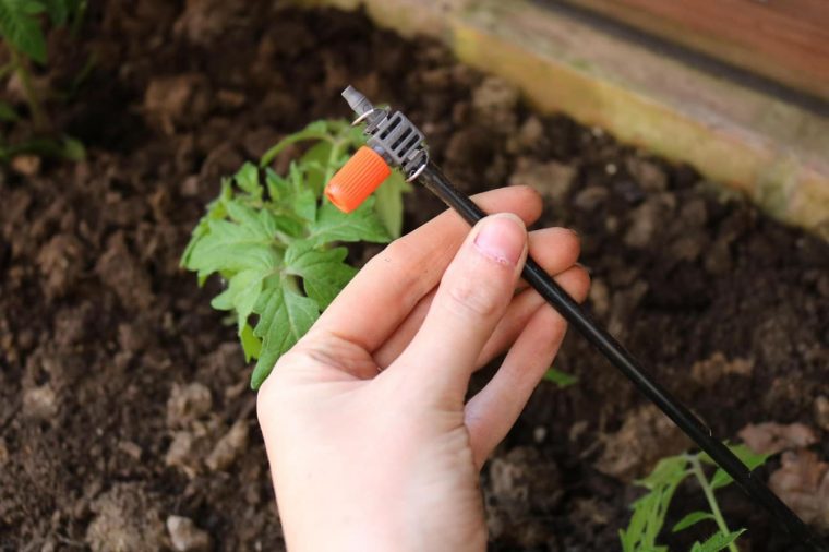 Quel Système D'arrosage Choisir Pour Vos Tomates pour Arrosage Goutte A Goutte Jardin