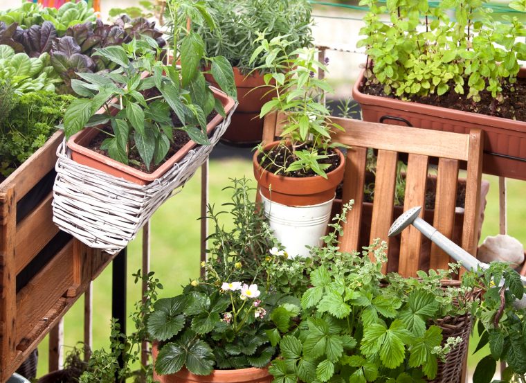 Quels Légumes Faire Pousser Sur Son Balcon ? La Ferme De … à Faire Un Jardin Sur Son Balcon