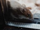Quels Sont Les Signes Caractéristiques Des Rats Et Des ... intérieur Comment Se Débarrasser Des Rats Dans Le Jardin