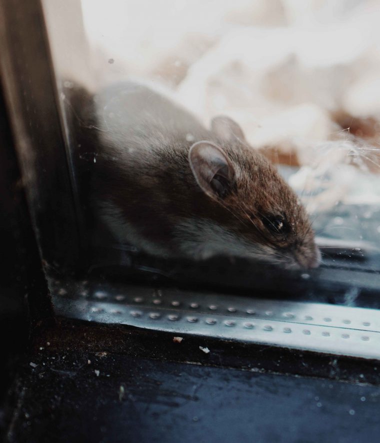 Quels Sont Les Signes Caractéristiques Des Rats Et Des … intérieur Comment Se Débarrasser Des Rats Dans Le Jardin