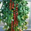 Rapunzel' Tomato | Planter Des Tomates Cerises, Idées Jardin ... avec Jardin En Espalier