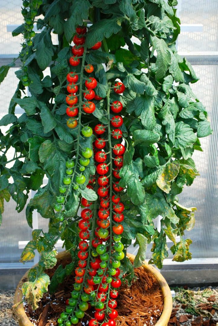 Rapunzel' Tomato | Planter Des Tomates Cerises, Idées Jardin … avec Jardin En Espalier