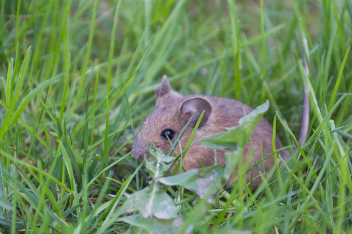 Rat Des Champs : Nos Méthodes Pour Les Éliminer à Comment Se Débarrasser Des Rats Dans Le Jardin