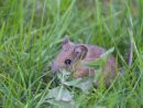Rat Des Champs : Nos Méthodes Pour Les Éliminer à Comment Se Débarrasser Des Rats Dans Le Jardin