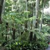 Real Jardín Botánico De Melbourne - Wikipedia, La ... pour Separation De Jardin