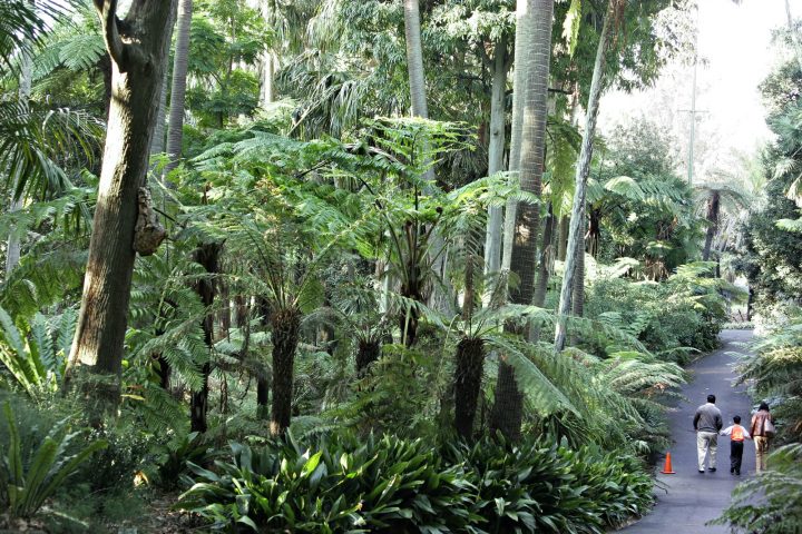 Real Jardín Botánico De Melbourne – Wikipedia, La … pour Separation De Jardin