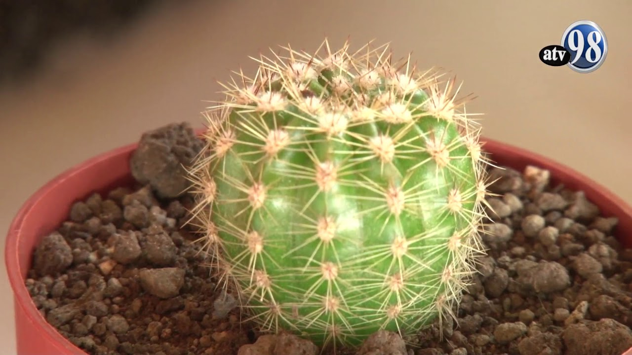 Reportaje Epifanía Bonsái Y Mini Jardines serapportantà Jardin Cactus Miniature
