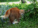 Répulsif Chat : Comment Éloigner Les Chats ? – Comment Maison avec Repulsif Chat Jardin Naturel