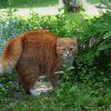 Répulsif Chat : Comment Éloigner Les Chats ? – Comment Maison dedans Repousse Chat Jardin
