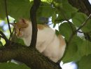 Répulsif Chat Efficace Et Pas Cher – Jardingue concernant Chasser Les Chats Du Jardin