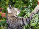 Répulsifs Contre Les Chats : Les Méthodes Qui Fonctionnent tout Repulsif Chat Jardin Naturel