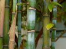Réussir La Taille Du Bambou En 3 Étapes (Facile) | Détente ... intérieur Comment Eliminer Les Bambous Dans Un Jardin