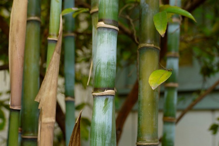 Réussir La Taille Du Bambou En 3 Étapes (Facile) | Détente … intérieur Comment Eliminer Les Bambous Dans Un Jardin