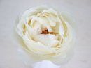 Rose Delice Romantica | Flowers, Rose, Rose Varieties pour Jardin Délice