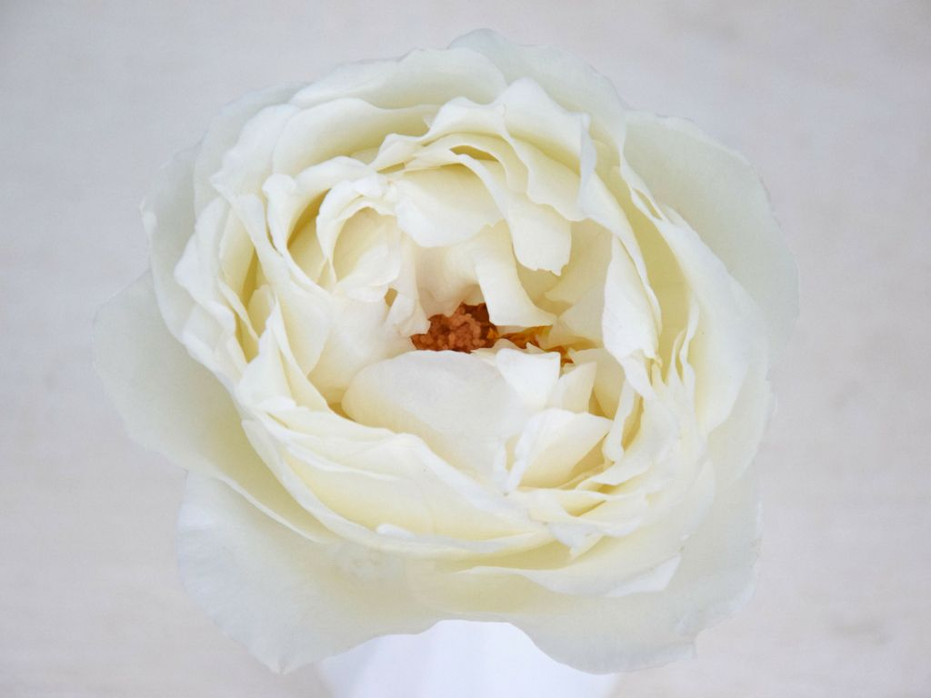 Rose Delice Romantica | Flowers, Rose, Rose Varieties pour Jardin Délice