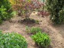 Roses Du Jardin Chêneland: Hosta &quot;halcyon&quot; concernant Bruler Feuilles Jardin