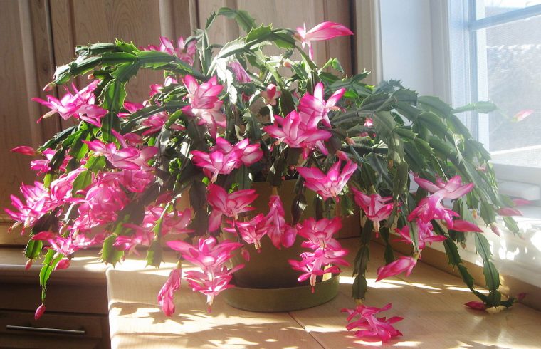 Schlumbergera – Wikipedia encequiconcerne Jardin Cactus Miniature