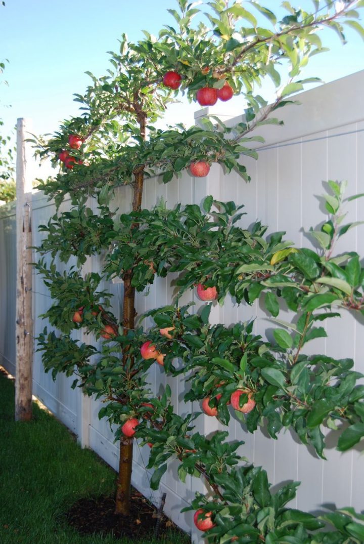 Someday I Hope To Espalier An Apple Or Cherry Tree In My … pour Jardin En Espalier