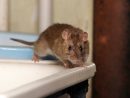 Souris Et Rats : Les Méthodes Pour Les Éliminer dedans Comment Se Débarrasser Des Rats Dans Le Jardin