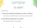 Spanishdict On Twitter: &quot;&quot;sembrar&quot; Is Today's Word Of The ... pour Transate Jardin