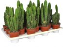 Succulentes &amp; Cactus | Planterra encequiconcerne Jardin Cactus Miniature