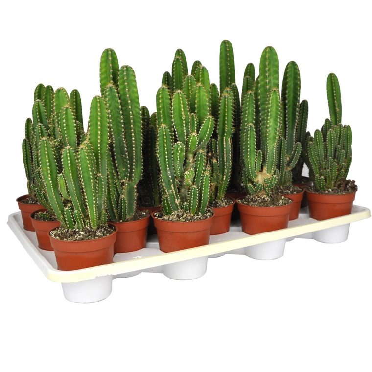 Succulentes & Cactus | Planterra encequiconcerne Jardin Cactus Miniature