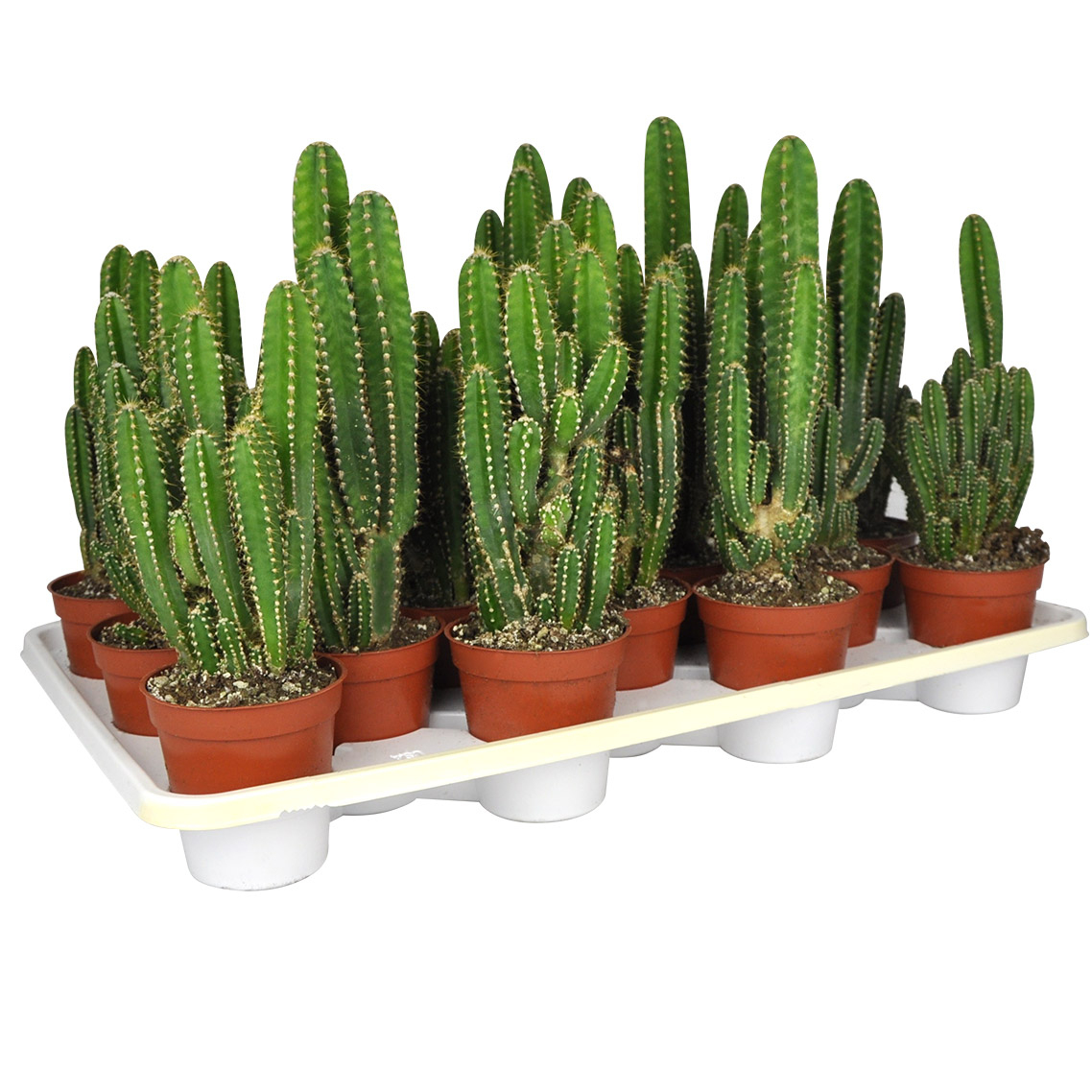 Succulentes &amp; Cactus | Planterra encequiconcerne Jardin Cactus Miniature