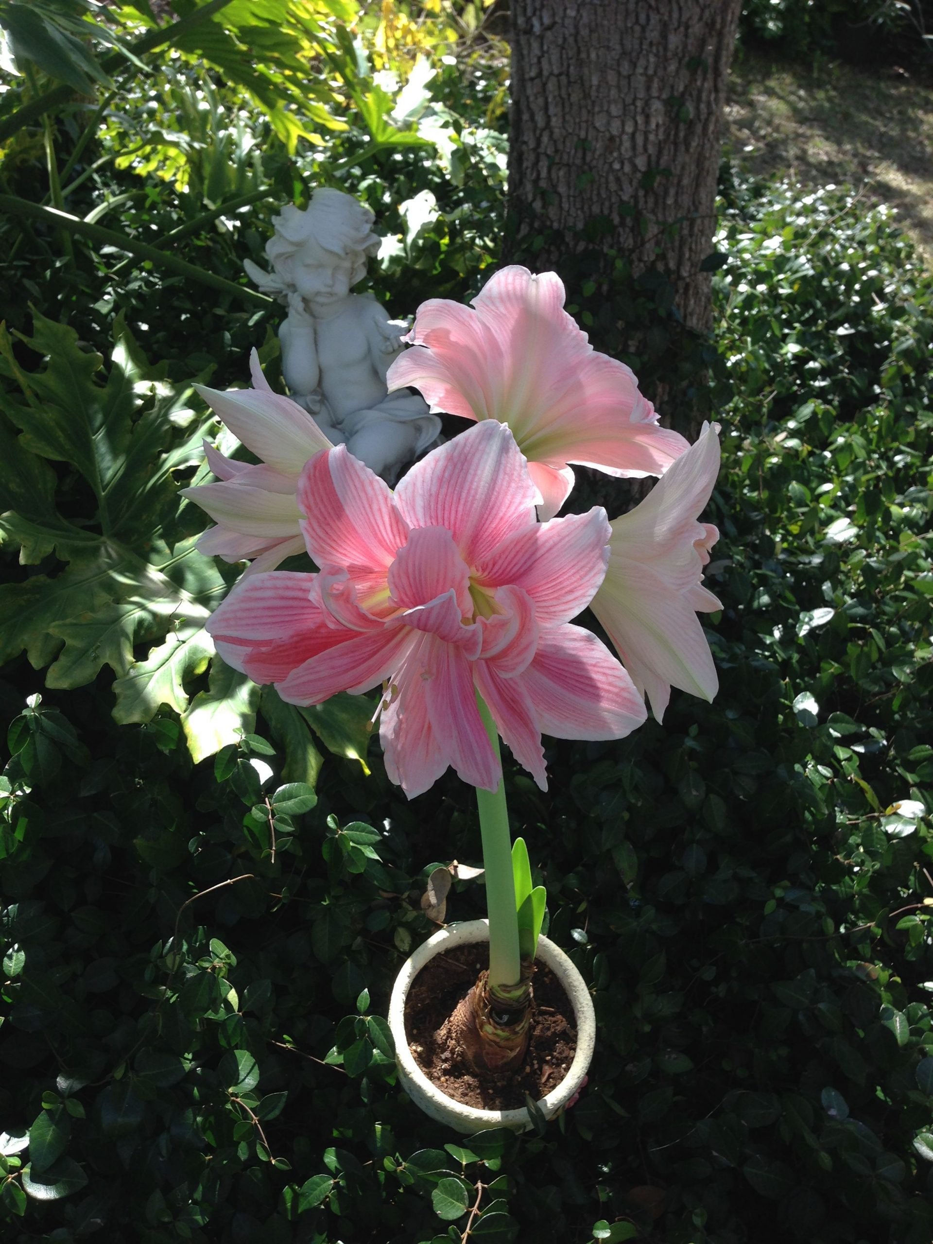 Sweet Nymph Amaryllis ~ Beau Jardin | Flowers, Garden, Plants pour Amaryllis De Jardin