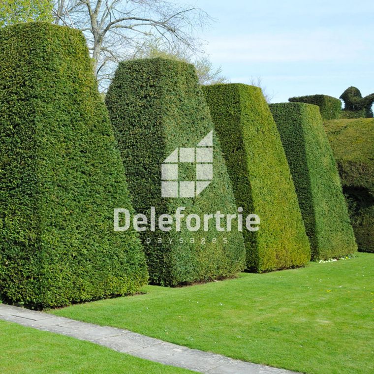 Taille Des Arbuste Et Topiaire Pour Entretien Et Deco Jardin … tout Arbustes Decoration Jardin