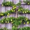 The Art Of Espalier: Growing Fruit Trees In Small Spaces ... destiné Jardin En Espalier
