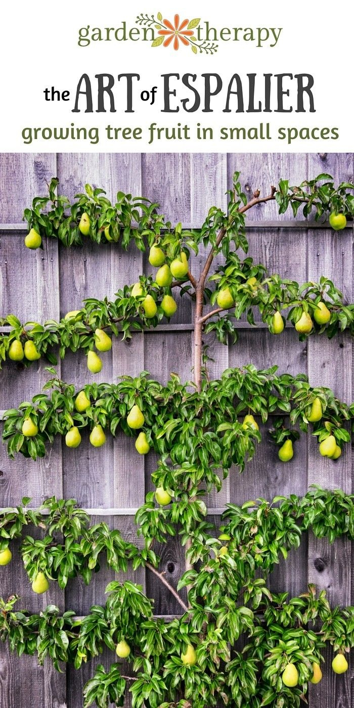 The Art Of Espalier: Growing Fruit Trees In Small Spaces … destiné Jardin En Espalier