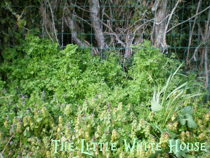 The Little White House On The Seaside: Strawberry (Petite … avec Petite Barriere Jardin