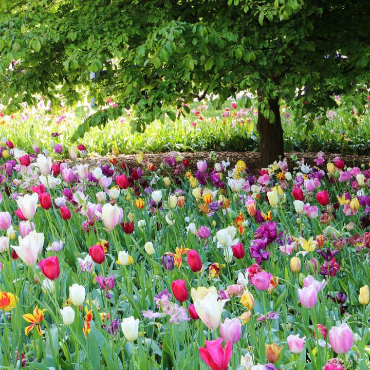 The World's Best Photos Of Amsterdam And Tulip – Flickr Hive … dedans Jardin De Keukenhof