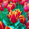 The World's Best Photos Of Amsterdam And Tulip - Flickr Hive ... tout Jardin De Keukenhof