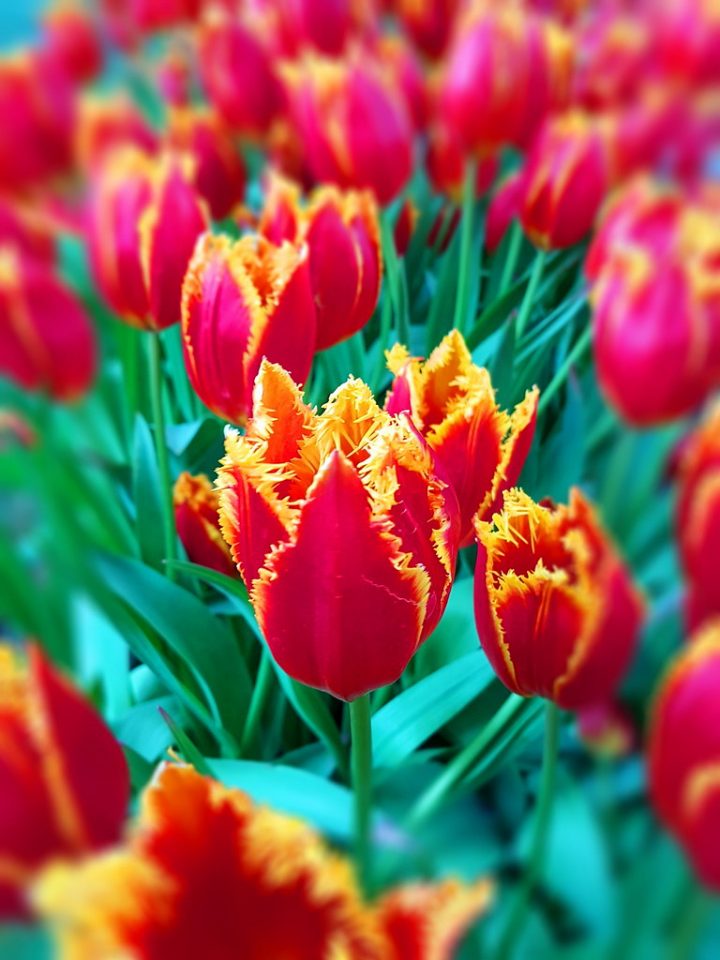 The World's Best Photos Of Amsterdam And Tulip – Flickr Hive … tout Jardin De Keukenhof