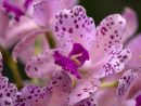 Tip Of The Week: Repotting Orchids—Making A Mix - Plant Talk serapportantà Perlite Jardin