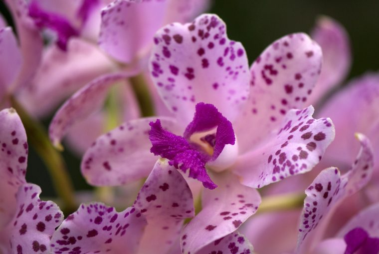 Tip Of The Week: Repotting Orchids—Making A Mix – Plant Talk serapportantà Perlite Jardin