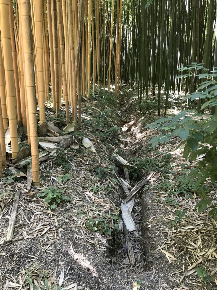 Tout Ce Qu'il Faut Savoir Sur Le Bambou! | La Palmeraie Fr pour Comment Eliminer Les Bambous Dans Un Jardin