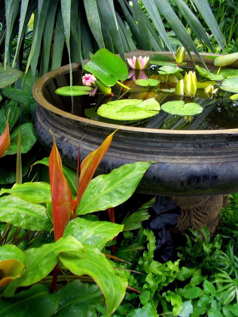 Tropical Garden. | Mini Jardins, Jardin D'eau Et Jardins dedans Petit Bassin Pour Jardin