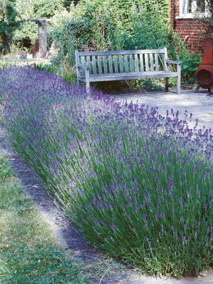 Types Of Lavender | Beaux Jardins, Idées Jardin Et Jardins concernant Delimitation Jardin