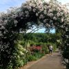 Un Arceau De Roses Blanches Au Jardin Botanique De Villers ... avec Arceau Jardin