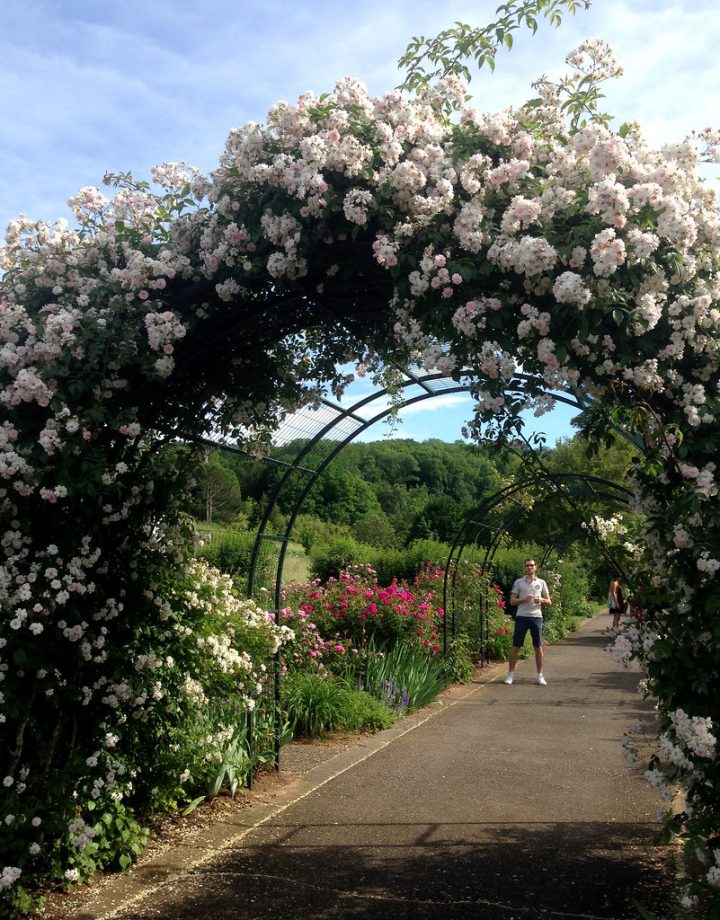 Un Arceau De Roses Blanches Au Jardin Botanique De Villers … avec Arceau Jardin