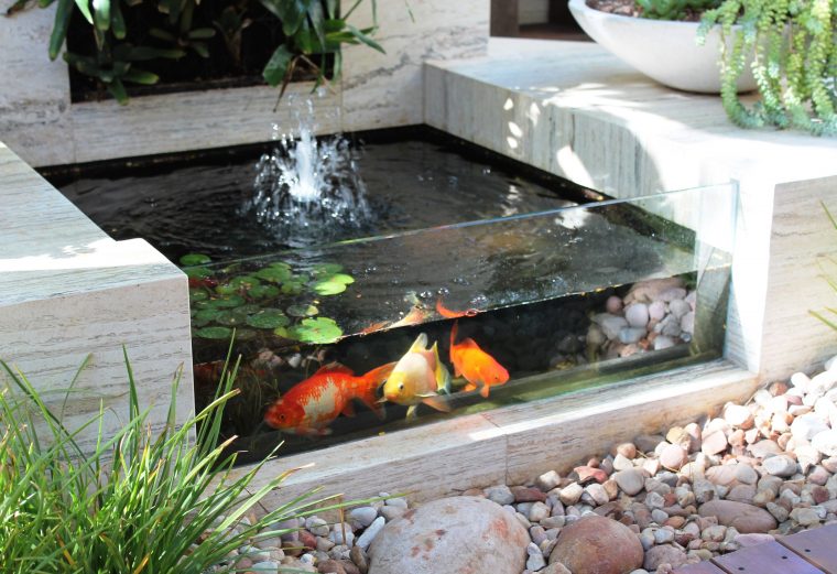 Un Bassin De Jardin Avec Une Paroi Transparente, Comme Un … pour Petit Jardin Avec Bassin