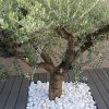 Un #olivier Entouré De Galets Pour Votre #jardin #galet ... à Jardin Avec Galets Blancs