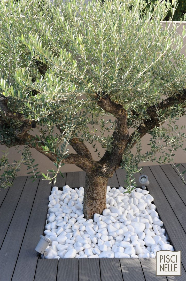Un #olivier Entouré De Galets Pour Votre #jardin #galet … à Jardin Avec Galets Blancs