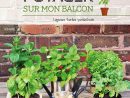 Un Potager Sur Le Balcon ? - Lecture, Cuisine Et Photographie intérieur Mini Jardin Balcon