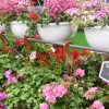 Vente Fleurs Et Plantes À Villefranche-Sur-Saône - Les ... pour Serre De Jardin D Occasion